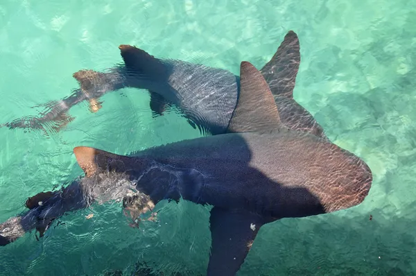 Enfermera Tiburón nadando en el mar Caribe Imagen De Stock