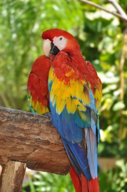 Parrot - Red Blue Macaw clipart