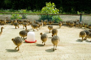 Baby ostriches on a farm clipart