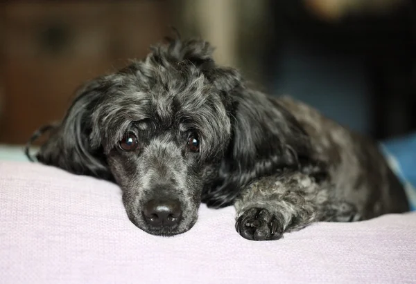 Sad poodle dog — Stock Photo, Image