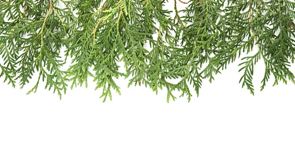 Christmas green framework — Stock Photo, Image