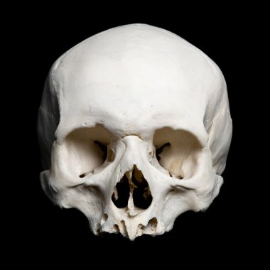 Upper half of the real human Skull clipart