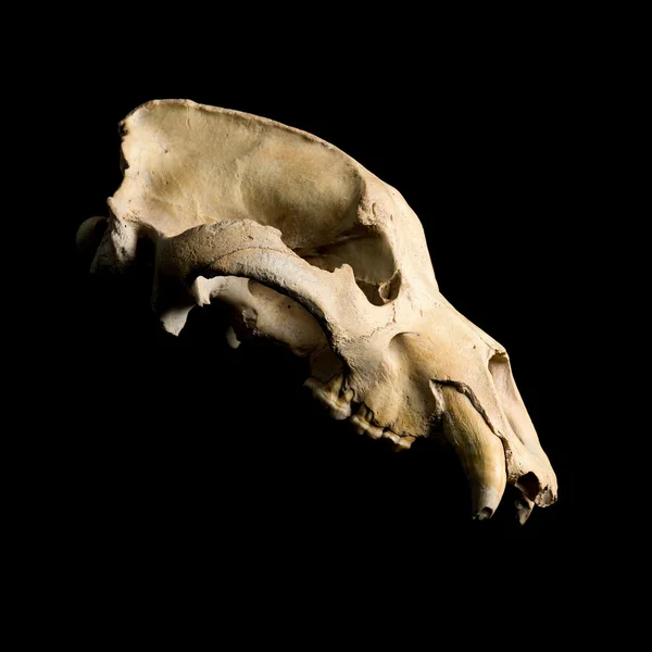Справжній череп тварин ведмедя — стокове фото