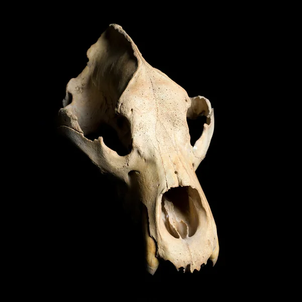 Справжній череп тварин ведмедя — стокове фото