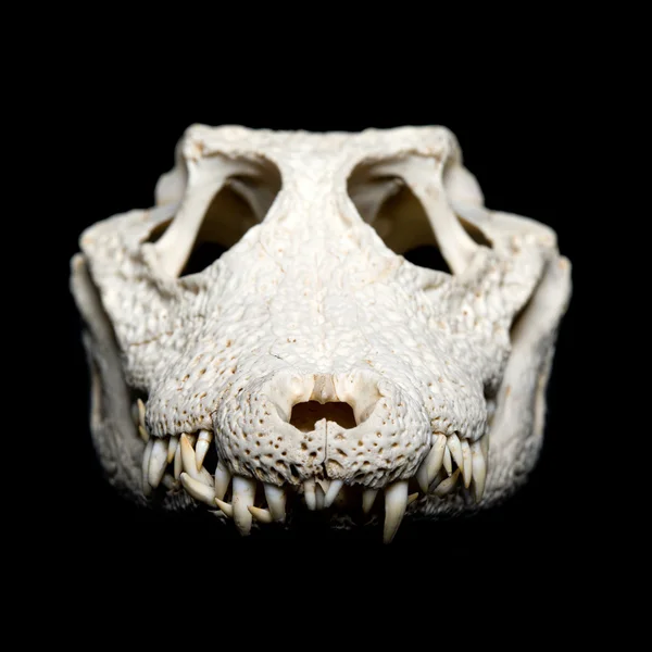 Справжній череп крокодила тварин — стокове фото