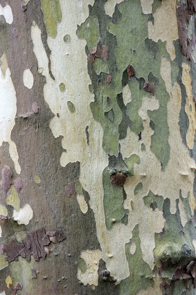 Bast van de boom platan. textuur — Stockfoto