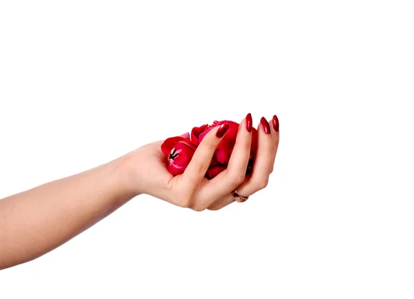 Vackra hand, perfekt fransk manikyr, kronblad — Stockfoto