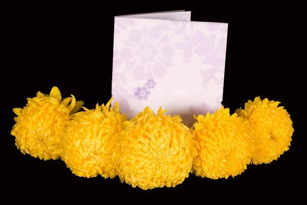 Gele chrisanthemums — Stockfoto