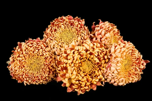 レッド イエロー オレンジ菊. — ストック写真