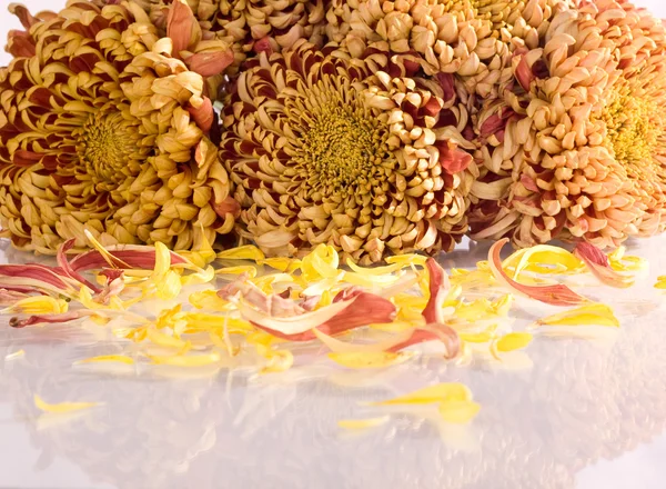 黄色和橙色 chrystanthemum — 图库照片