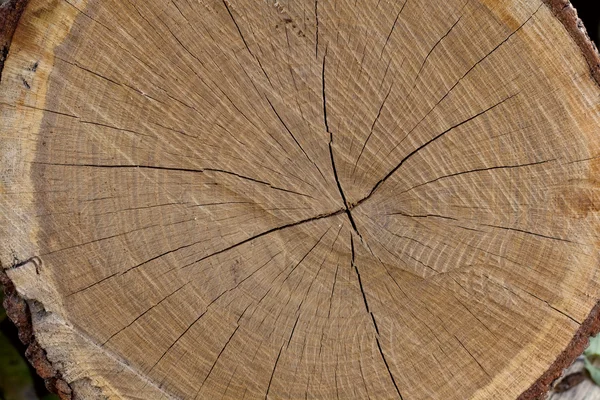 Дерево ствол после рубки — стоковое фото
