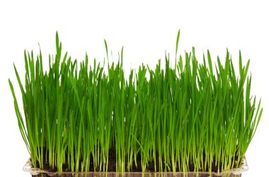 Wheat grass clipart