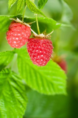 Raspberries clipart