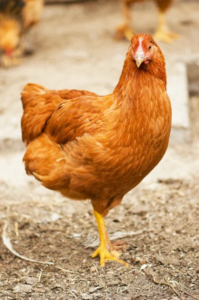 Ayaklı tavuklar — Stok fotoğraf