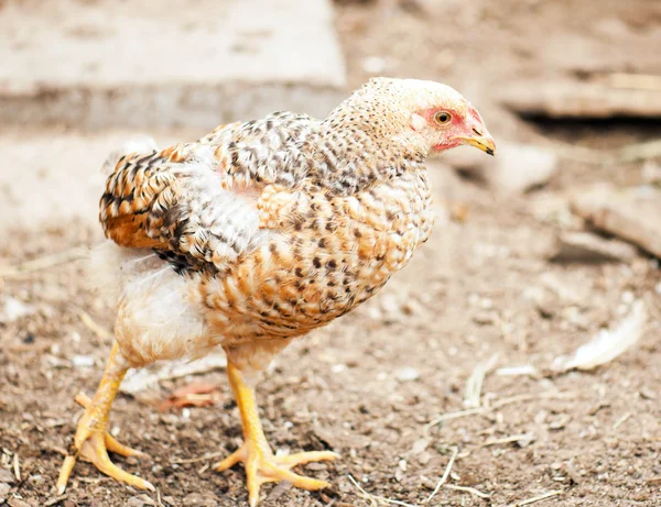 Lopen kippen — Stockfoto