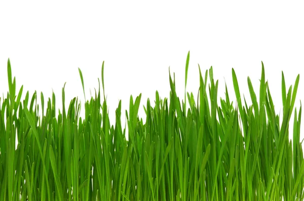 Buğday çimen — Stok fotoğraf