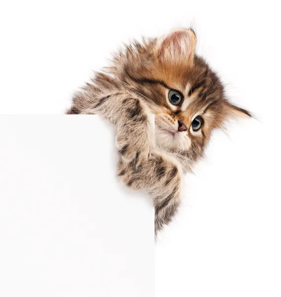Kitten met blank — Stockfoto