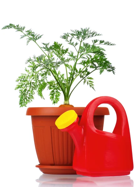 Carrot in plastic pot — Stock Photo, Image