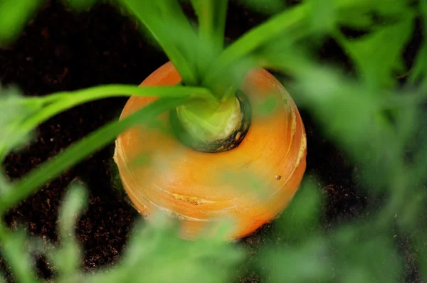 胡萝卜中塑料花盆 — 图库照片