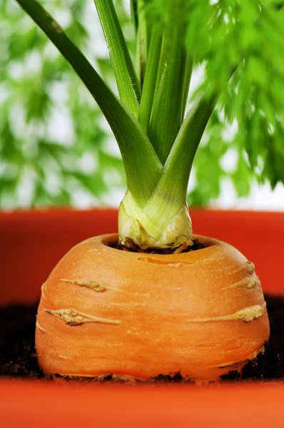 Морква в пластиковому горщику — стокове фото