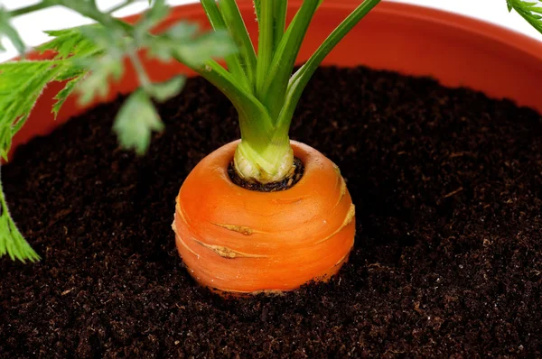 Zanahoria en maceta de plástico —  Fotos de Stock