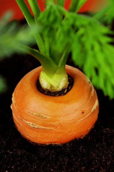 Zanahoria en maceta de plástico — Foto de Stock