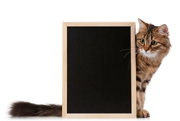 Γάτα με μαυροπίνακα — Φωτογραφία Αρχείου