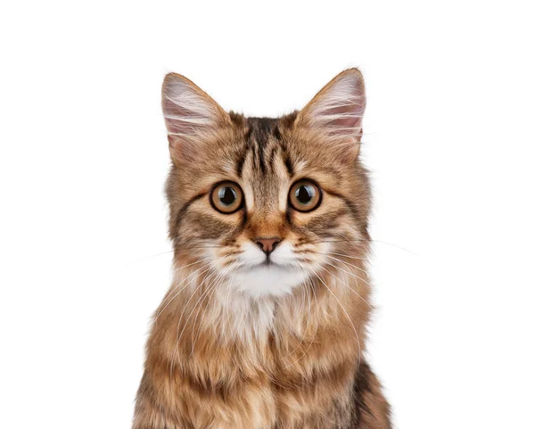 Портрет кота — стоковое фото