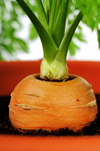 Морковь в пластиковом горшке — стоковое фото