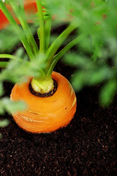 Морква в пластиковому горщику — стокове фото