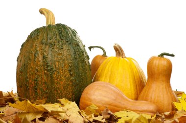 Ripe pumpkins clipart