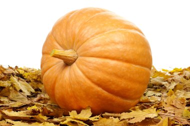 Ripe pumpkins clipart