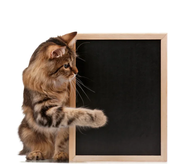 Katze mit Tafel — Stockfoto