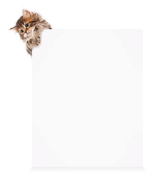Kitten with blank — Stock Photo, Image