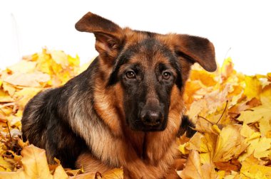 Alman çoban köpeği