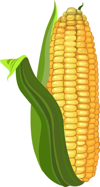 Ripe corn — Stock Vector