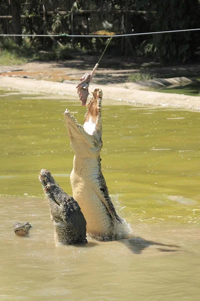 Feeding Crocodile — Stock Photo, Image