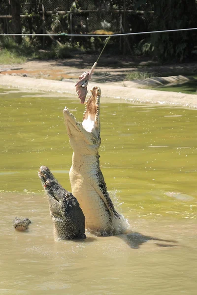 stock image Feeding Crocodile