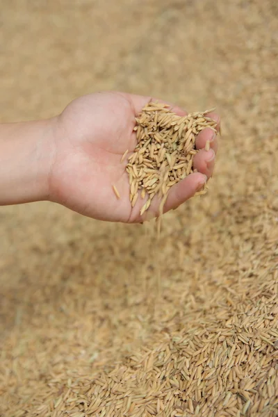 stock image Holding Paddy Husk