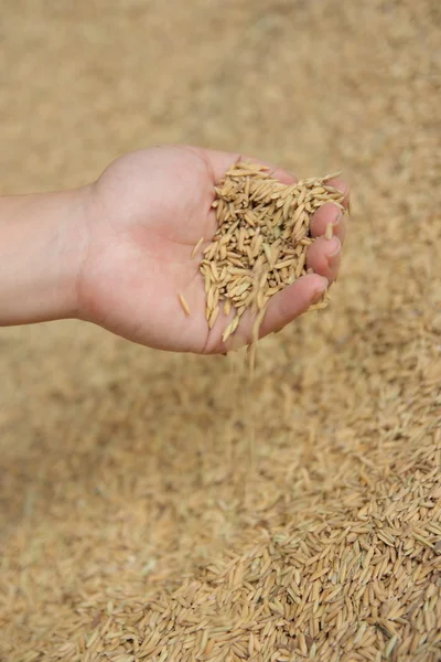 Manteniendo cáscara de arroz Imagen de stock