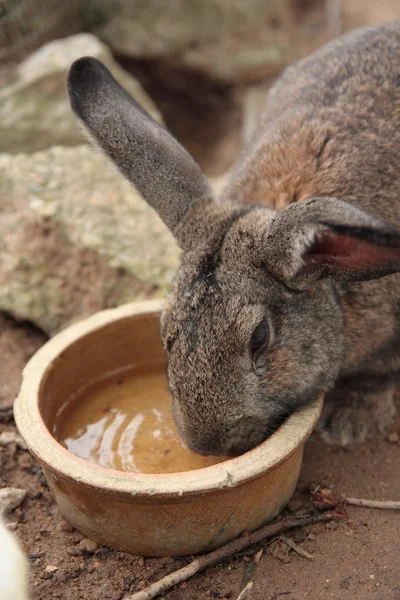 Grijze konijn drinkwater Stockafbeelding