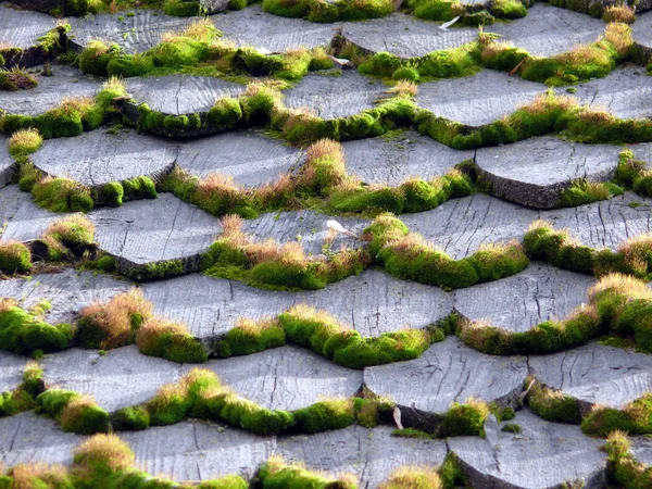 stock image Background of the moss in wooden roof