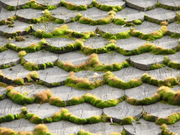 stock image Background of the moss in wooden roof