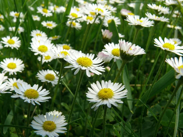 stock image Chamomiles background in summer day