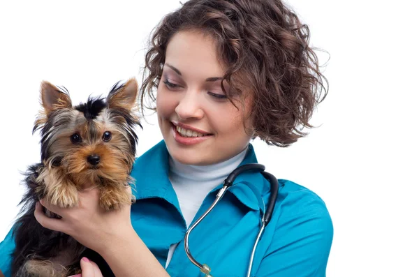Medicul veterinar cu Yorkshire Terrier — Fotografie, imagine de stoc
