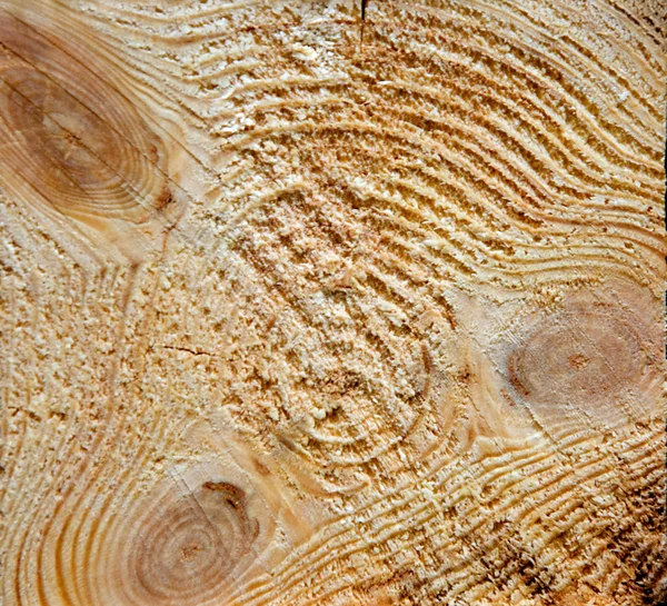 Schnitt eines Baumes — Stockfoto