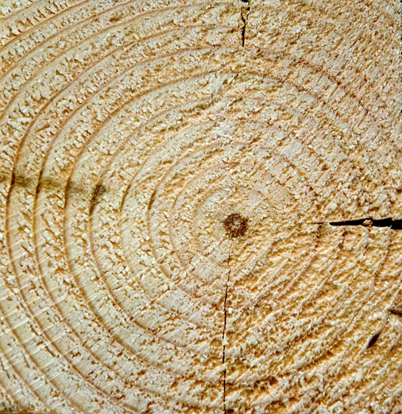 Corte de uma árvore — Fotografia de Stock