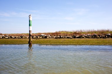 Grado lagoon