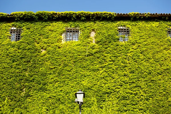 Fachada del castillo de San Giusto cubierta de hiedra verde, Trieste —  Fotos de Stock
