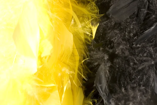 Yellow and black boa — Stock Photo, Image
